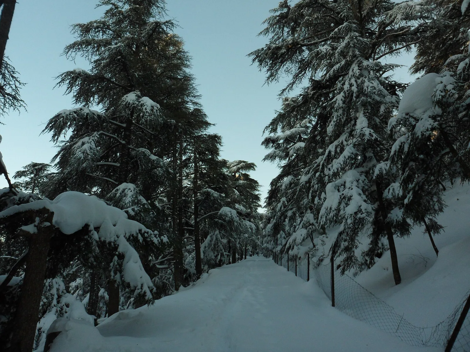 Forêt du parc national de Theniet El Had