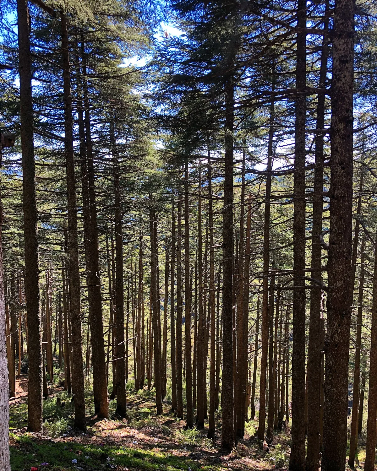 Cèdres dans le parc national de Chréa